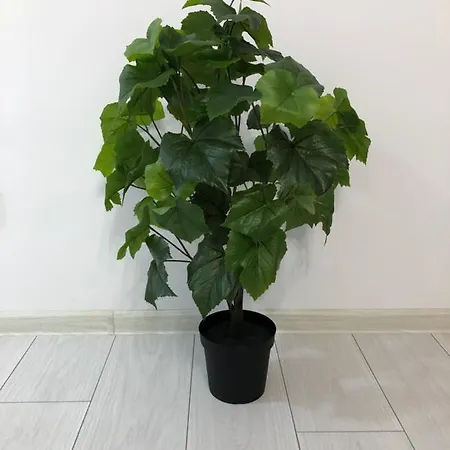 - Drumul Taberei Parc * בוקרשט