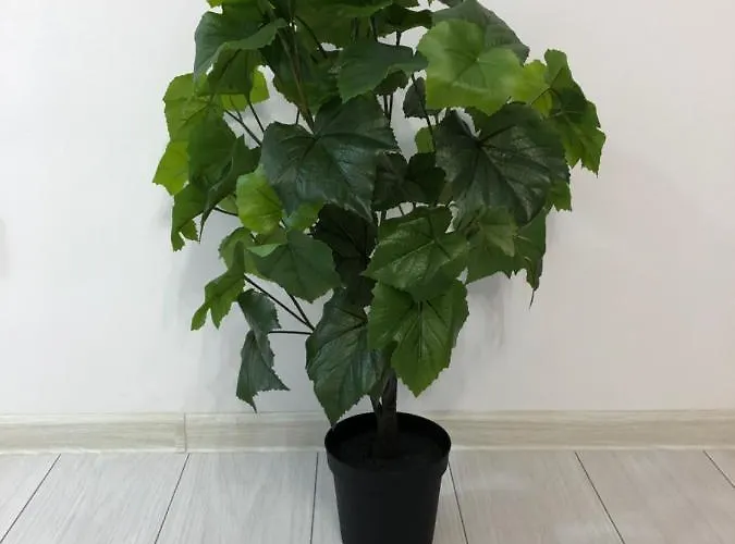 - Drumul Taberei Parc * ブカレスト